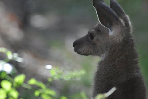 3-Day Family Outback Explorer Tour Of Cunnamulla - Sydney Tourism 1