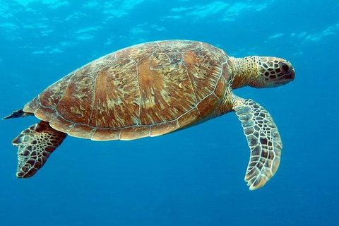 Cairns & Port Douglas All-Inclusive 7 Days Touring Package - Sydney Tourism 1