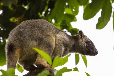 Cairns & Port Douglas All-Inclusive 7 Days Touring Package - Sydney Tourism 8