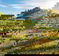 Barossa Valley Highlights from Barossa Valley Including Wine and Cheese Tasting - Sydney Tourism