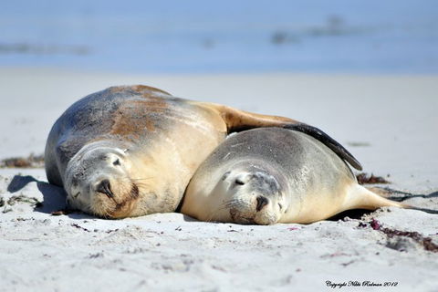 NEW TOUR - Kangaroo Island Road To Recovery Tour (1 Day/1 Night) - Sydney Tourism 3