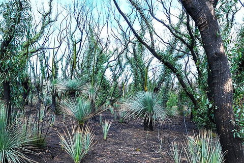 NEW TOUR - Kangaroo Island Road To Recovery Tour (1 Day/1 Night) - Sydney Tourism 4