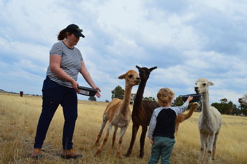 Alpaca Farm Tours With Toffeemont - Sydney Tourism 4