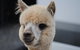 Alpaca Farm Tours With Toffeemont - thumb 0