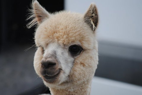Alpaca Farm Tours With Toffeemont - Sydney Tourism 0