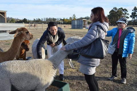Alpaca Farm Tours With Toffeemont - Sydney Tourism 2