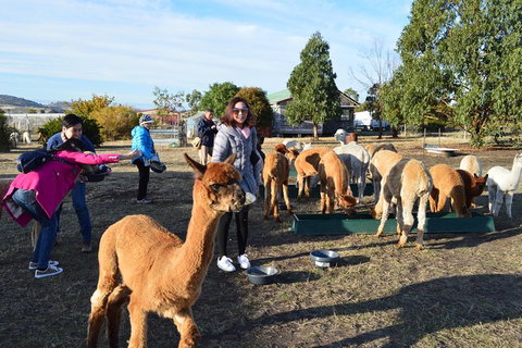 Alpaca Farm Tours With Toffeemont - Sydney Tourism 5