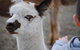 Alpaca Farm Tours With Toffeemont - thumb 1
