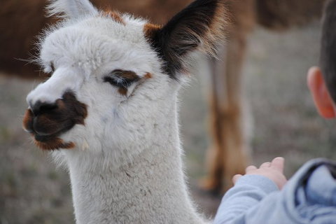 Alpaca Farm Tours With Toffeemont - Sydney Tourism 1