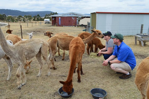 Alpaca Farm Tours With Toffeemont - Sydney Tourism 3