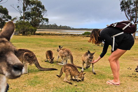 4-Day Fabulous Tasmania Tour: Wineglass Bay, Port Arthur, Devils & Bruny Island - Sydney Tourism 5