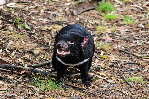 4-Day Fabulous Tasmania Tour: Wineglass Bay, Port Arthur, Devils & Bruny Island - Sydney Tourism 4