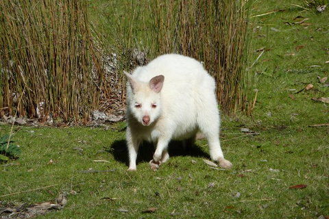 4-Day Fabulous Tasmania Tour: Wineglass Bay, Port Arthur, Devils & Bruny Island - Sydney Tourism 2