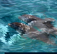 3-Hour Dolphin and Seal Sightseeing Cruise Mornington Peninsula - Sydney Tourism