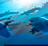 3 hour Dolphin and Seal Swim NOV-APR - Sydney Tourism