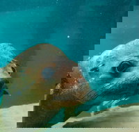 Dolphin and Seal Swim Reef Snorkel Boat Tour Mornington Peninsula - Sydney Tourism