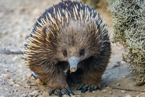 The Great Ocean Road 1 Day Private Sunset Tour - Sydney Tourism 2