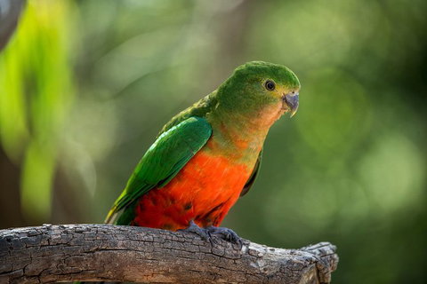 The Great Ocean Road 1 Day Private Sunset Tour - Sydney Tourism 4