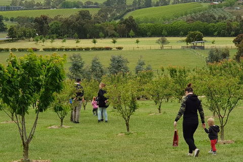 Day Tour Of Yarra Valley Puffing Billy And Rayners Orchard - Sydney Tourism 36