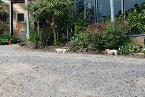 Day Tour Of Yarra Valley Puffing Billy And Rayners Orchard - Sydney Tourism 21