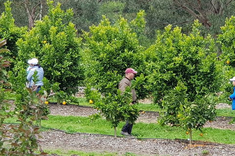 Day Tour Of Yarra Valley Puffing Billy And Rayners Orchard - Sydney Tourism 34