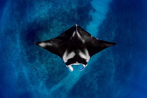 Life On Ningaloo Swimming Tour In Exmouth - Sydney Tourism 3