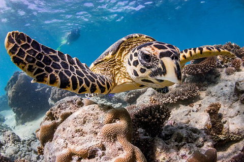 Life On Ningaloo Swimming Tour In Exmouth - Sydney Tourism 1