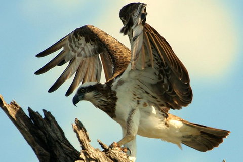 Ord River Discoverer With Sunset - Sydney Tourism 1