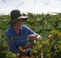 Kingsdale Wines - Sydney Tourism