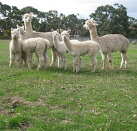 Blackgate Lodge Alpaca Stud - Sydney Tourism
