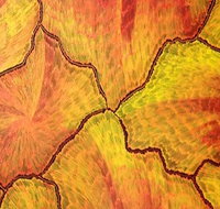 Red Desert Dreamings - Sydney Tourism