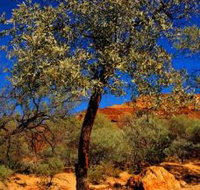 Mt Romance Australia Pty Ltd - Sydney Tourism