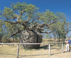 Boab Prison Tree - Sydney Tourism 0