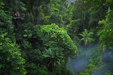 Jungle Surfing Canopy Tours And Jungle Adventures Nightwalks - Sydney Tourism 3