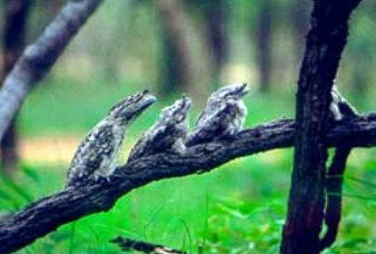 Esmeralda ACT Sydney Tourism