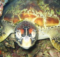 Adrenalin Snorkel and Dive - Sydney Tourism