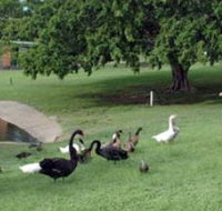 Anzac Park and Ululah Lagoon - Sydney Tourism