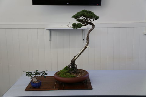 Wauchope Bonsai Workshop Group - Sydney Tourism 0