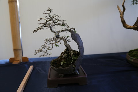 Wauchope Bonsai Workshop Group - Sydney Tourism 1
