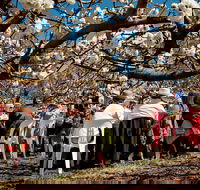 Young Cherry Blossom Long Lazy Lunch - Sydney Tourism