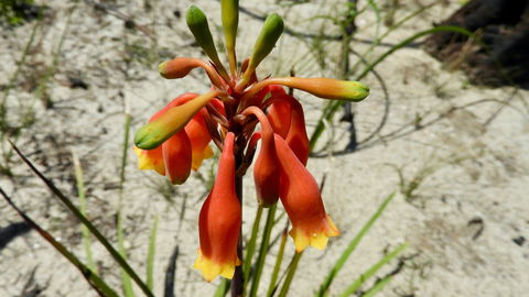 Australian Flora: Past, Present And Future - Sydney Tourism 0