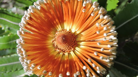 Australian Flora: Past, Present And Future - Sydney Tourism 1