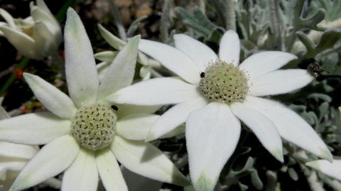 Australian Flora: Past, Present And Future - Sydney Tourism 2