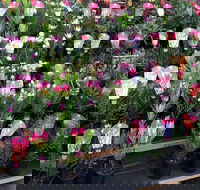 Culburra Beach Monthly Markets - Sydney Tourism