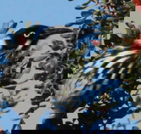 Esperance Wildflower Festival - Sydney Tourism