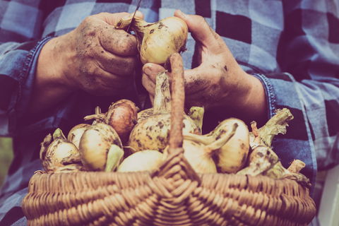 Grafton Farmers Market - Sydney Tourism 0