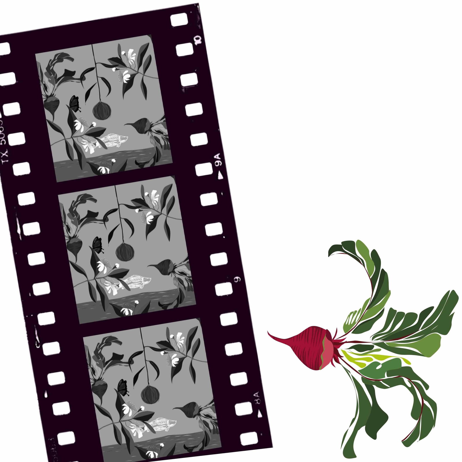 Cairns North QLD Sydney Tourism