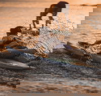 The Bay Games - Jervis Bay - Sydney Tourism