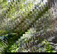 Bottlebutt Bash Trail Run - Sydney Tourism