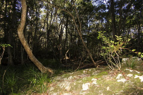 Bottlebutt Bash Trail Run - Sydney Tourism 1